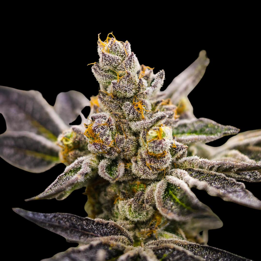 Detailed photo of the Do-Si-Dos strain