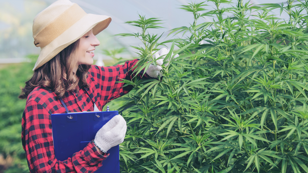 A woman checking over influential factors that affect cannabis yield