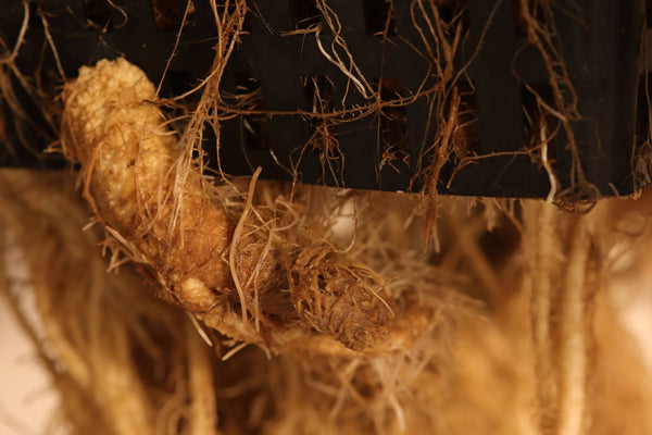 Close-Up photo of Roots infected with Root Rot