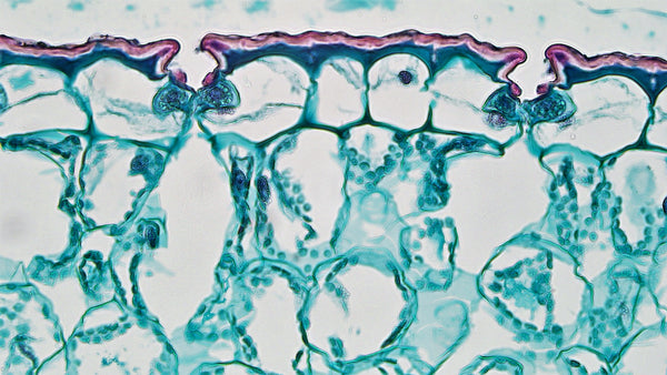 A Leaf Cross Section Showing the Guard Cells in Closed Position