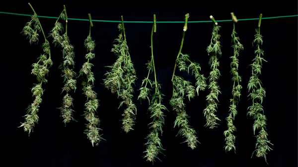 Cannabis hanging upside down to dry out after harvesting