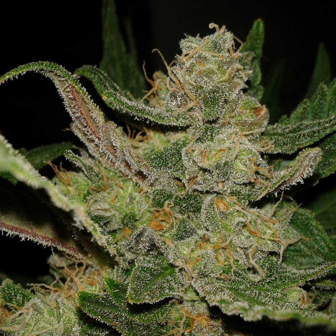 Detailed photo of the Hindu Kush Strain