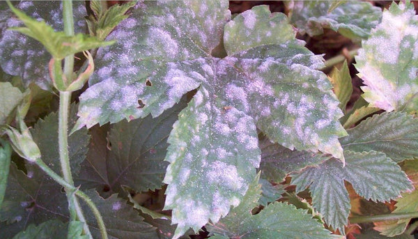 A plant covered in powdery mildew