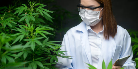 checking cannabis plants