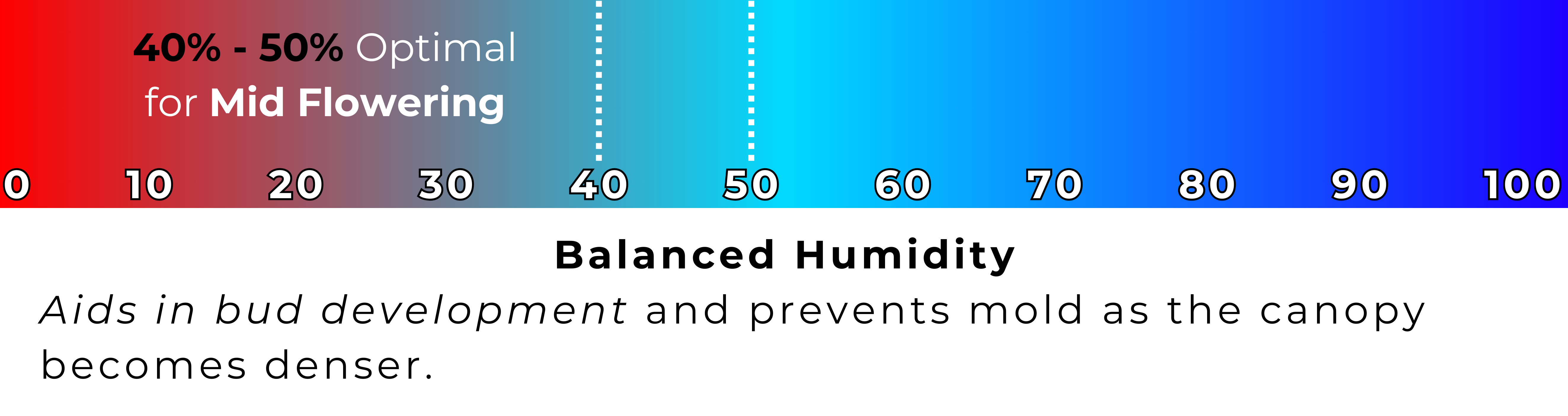 An infographic indicating the 40-50% optimal humidity range for cannabis during the mid flowering stage, depicted on a scale from 0 to 100 with a blue to red gradient. The text underneath highlights the balance of humidity to aid bud development and prevent mold as the canopy becomes denser.