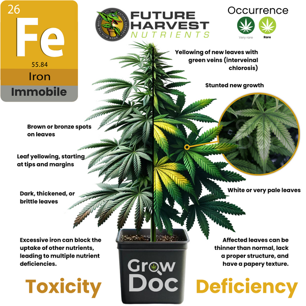 Iron Deficiency and Toxicity in Cannabis Plants