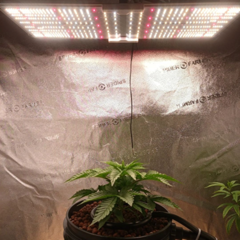 Cannabis plant during week 2 of the vegetative stage