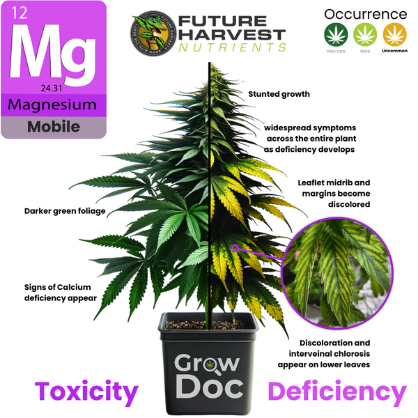 Photos de carences en magnésium et de symptômes de toxicité dans les feuilles de cannabis
