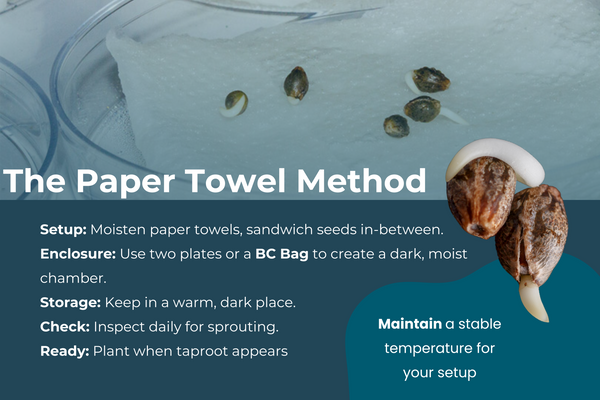 How to do The Paper Towel Method when Germinating Cannabis Seeds