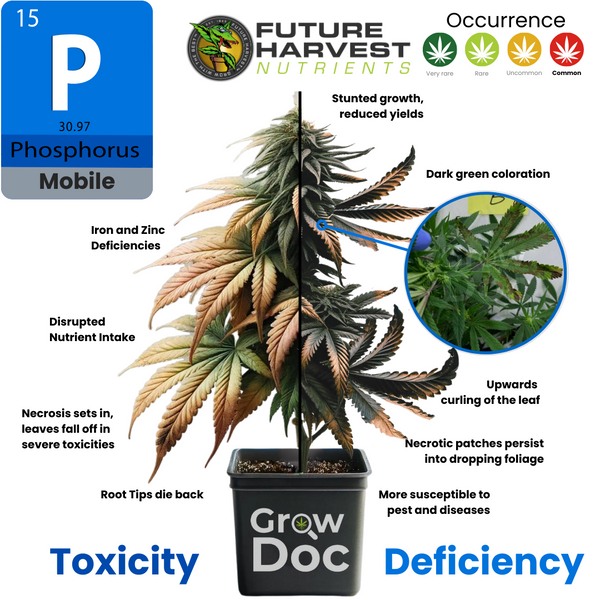 Photos des symptômes de carence en phosphore dans les plants de cannabis