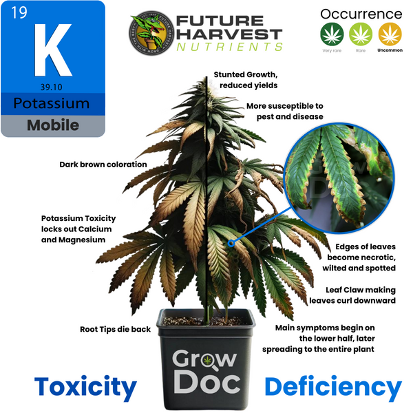 Photos de carence en potassium et de toxicité dans les plantes de cannabis