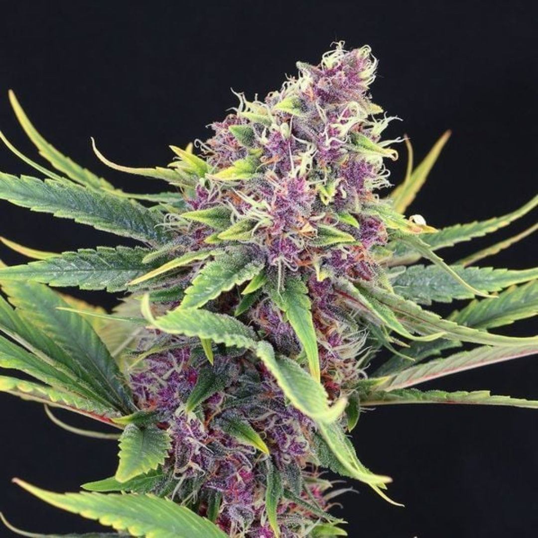 Detailed photo of the Purple Kush strain