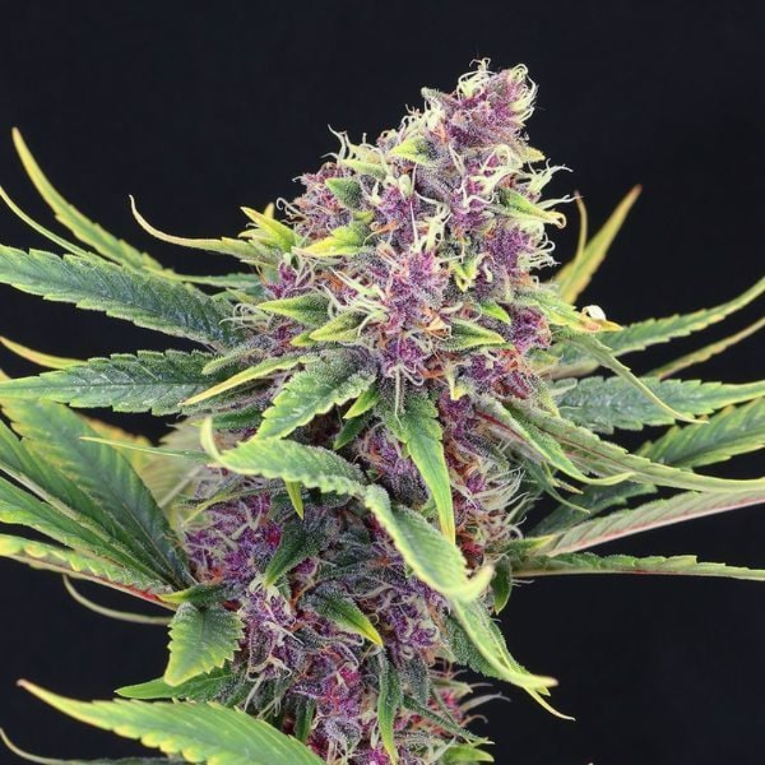 Detailed photo of the Purple Kush Strain