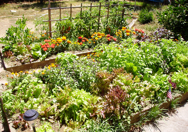 many plants in a flowerbed