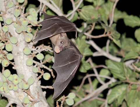 fruit bat doing fruit bat things