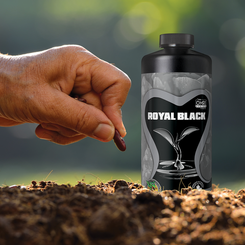 Royal Black Product Photo