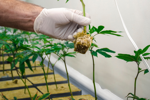 Cannabis growing in rock wool cubes