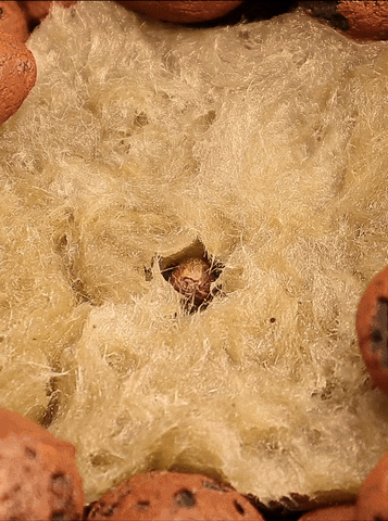 A Germinated Cannabis Seedling growing gif