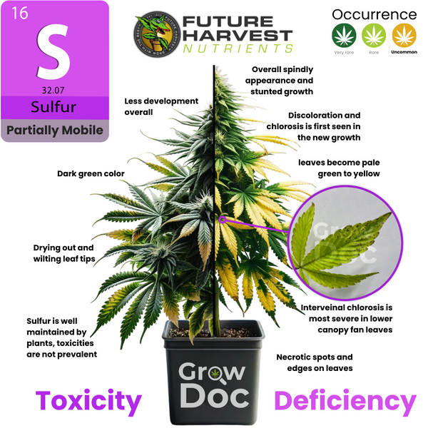 Photos of Sulfur Deficiency and Toxicity in Cannabis