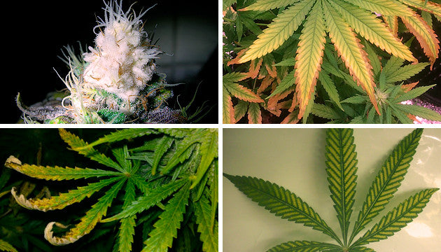 Cannabis plants with light stress and burn symptoms