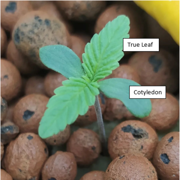 Graphic identifying the True Leaf from the Cotyledon