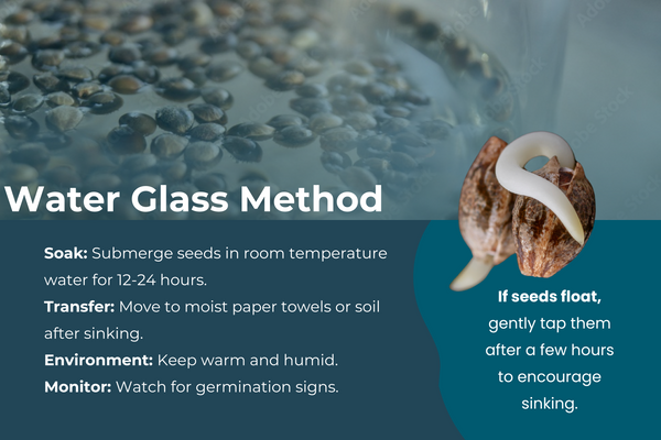 How to do the Water Glass Method when Germinating Cannabis Seeds