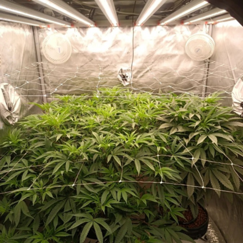 This picture was taken 3 Days after flipping from a vegetative light cycle to a 12-hour on, 12-hour off light cycle. His high-powered lighting rig provides a PPFD of 1300 at canopy level.