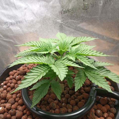 a cannabis plant at week 2 of the vegetative stage