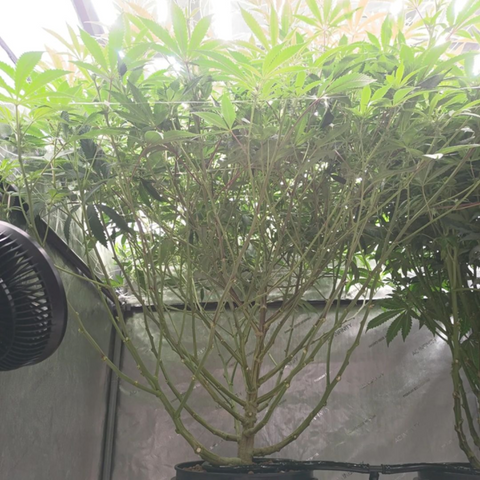 From this photo, taken on day 13 of the flowering cycle, you can see how @treetrunk422 has utilized lollipopping. This will maximize flower production at the top of the canopy with the greatest exposure to light, with increased airflow throughout the growing environment.
