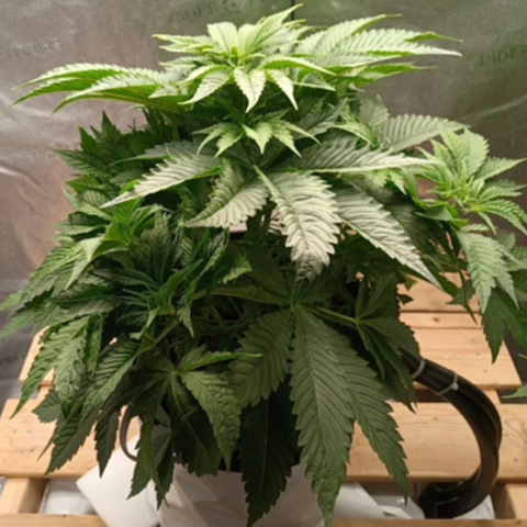cannabis plant reaching sexual maturity at week 4 of the vegetative stage