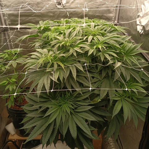 a cannabis plant canopied with trellis in week 6 of the vegetative stage