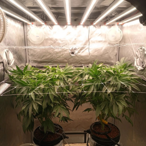 A cannabis plant canopied in trellis in week 7 of the vegetative stage