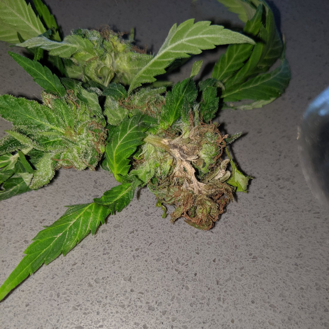 Examining mold growth on cannabis buds