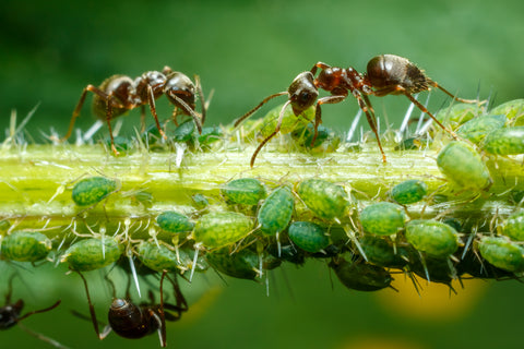 An infestation of ants and aphids on a plant branch.