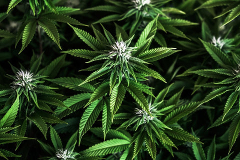High-Detail Cannabis Photo
