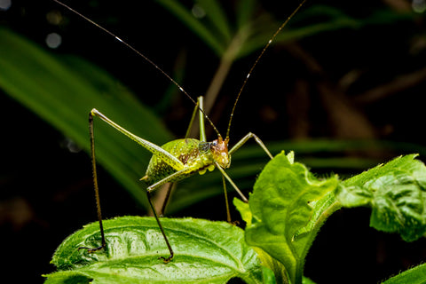 A grasshopper perched on a leaf