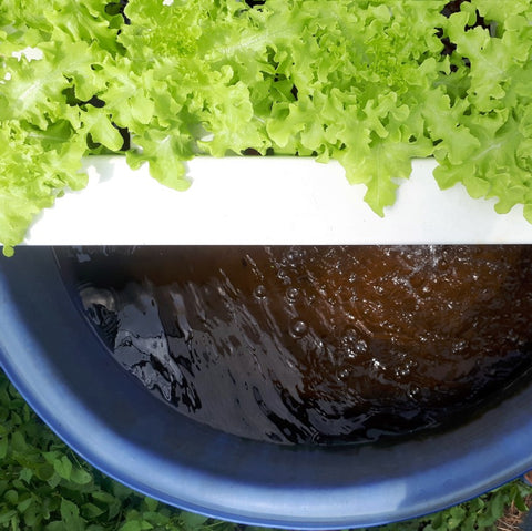hydro grown lettuce
