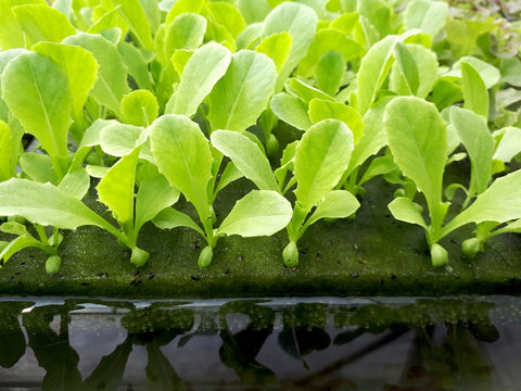 hydro grown lettuce