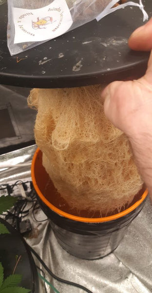 Healthy Roots grown with Future Harvest nutrients
