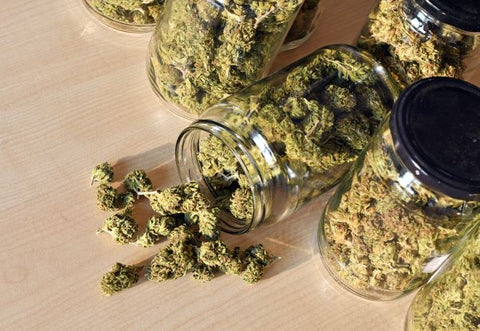 drying and curing cannabis in jars