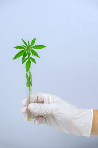 A grower inspects a plant for nutrient deficiencies