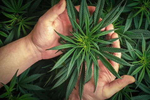 two hand holding the top of a grown cannabis plant