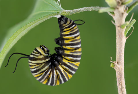 Caterpillar curled up on a branch