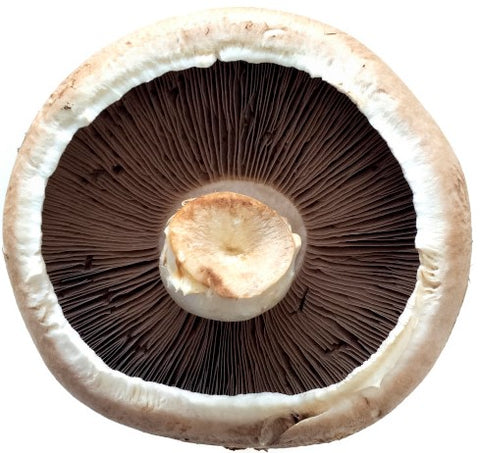 The bottom of a healthy mushroom with strong roots