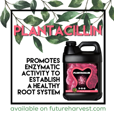 A bottle of Future Harvest Plantacillin sits beneath some healthy leaves