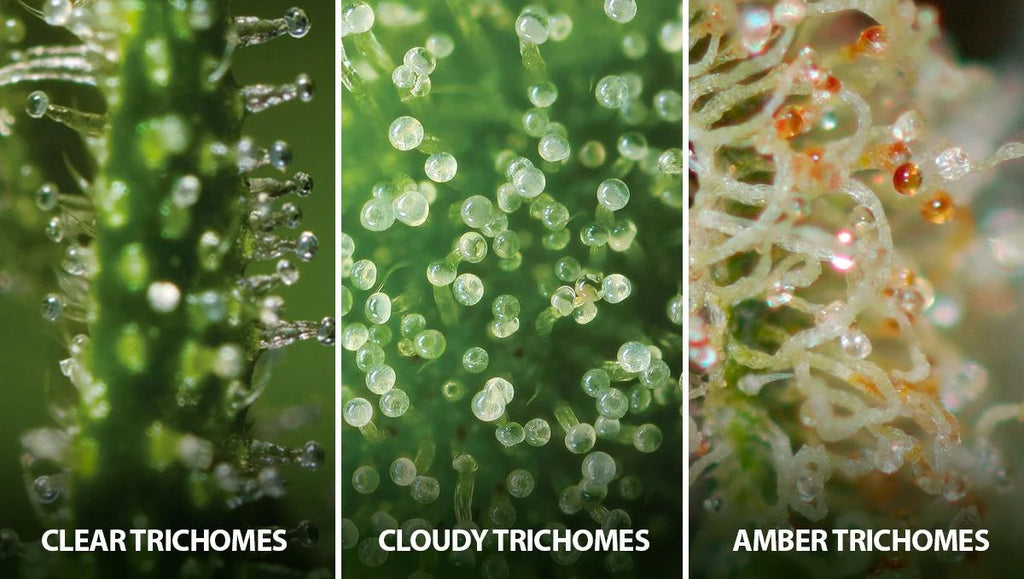 Visual Differences in three types of trichomes: clear, cloudy, and amber trichomes