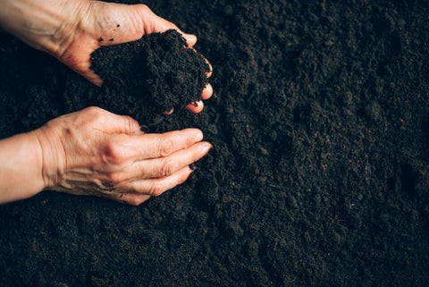 Grower holding soil in their hands to check for moisture levels