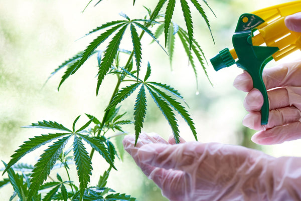 Cannabis grower using Future Harvest Calnesium to spray a plant.