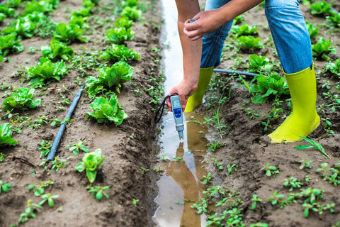 Grower testing soil nutrient levels outdoors