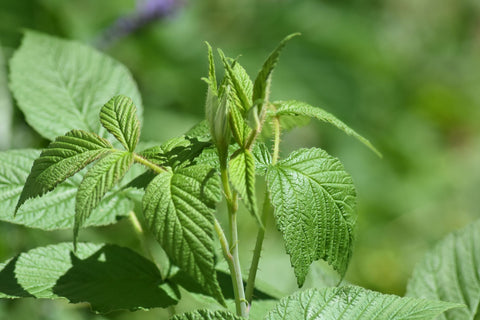 Le framboisier, les vertus de ses feuilles sur notre organisme - Blog  Herbes du Monde